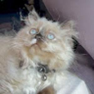 Meet your Posher, Tiana elena